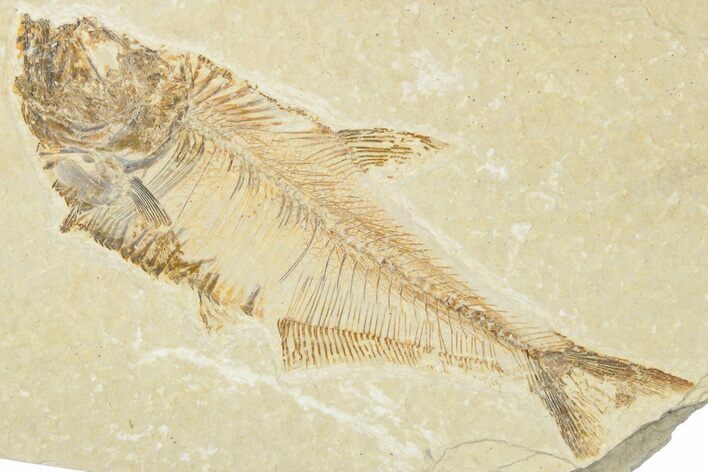 Detailed Fossil Fish (Diplomystus) - Wyoming #354066